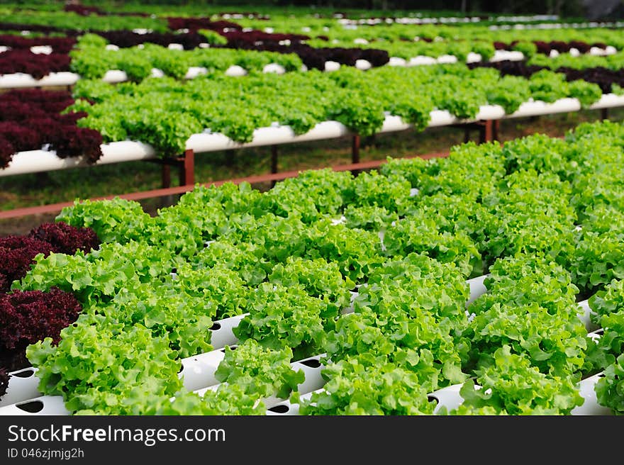 Hydroponic Vegetable Farm in Thailand