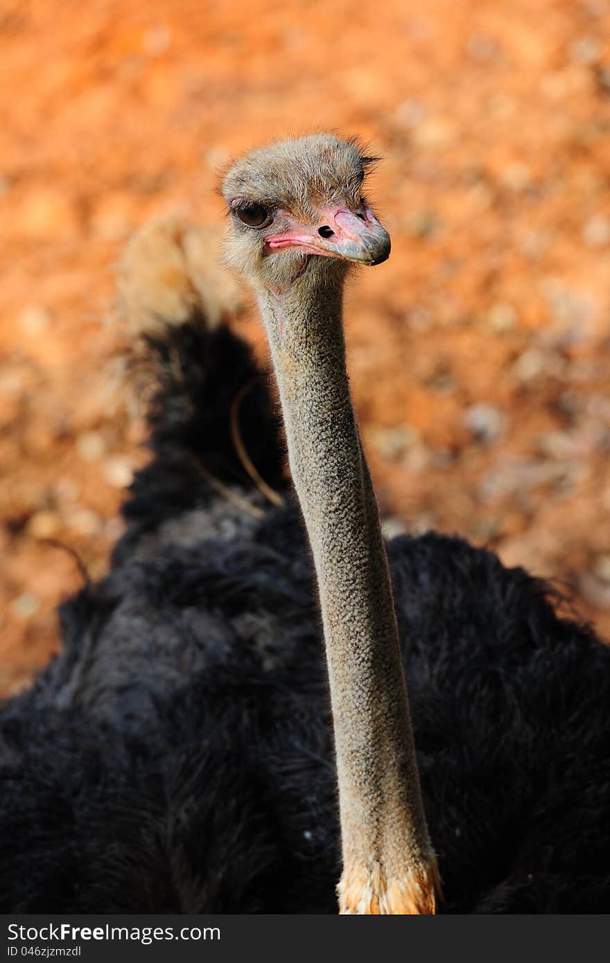 Male Ostrich in a zoo