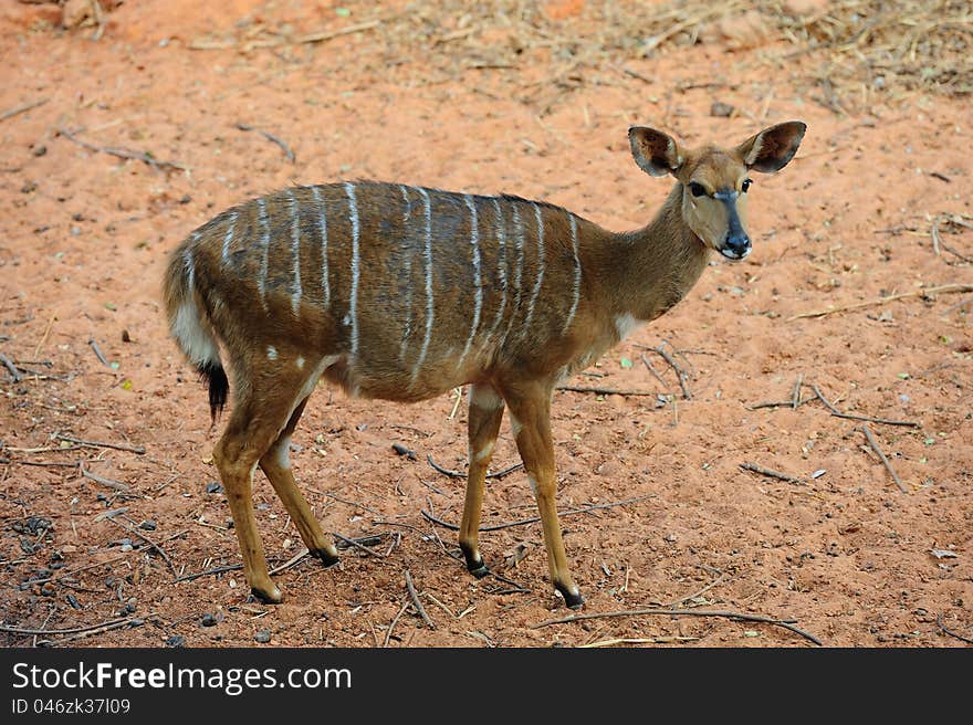 Nyala Antelope &x28;Female&x29