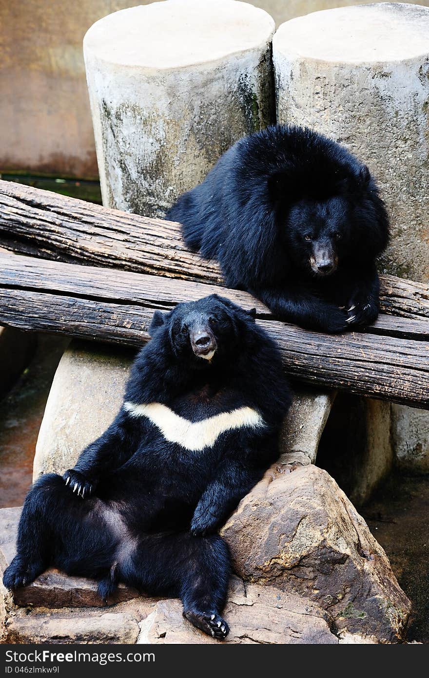 Asiatic black bear (selenarctos thibetanus)