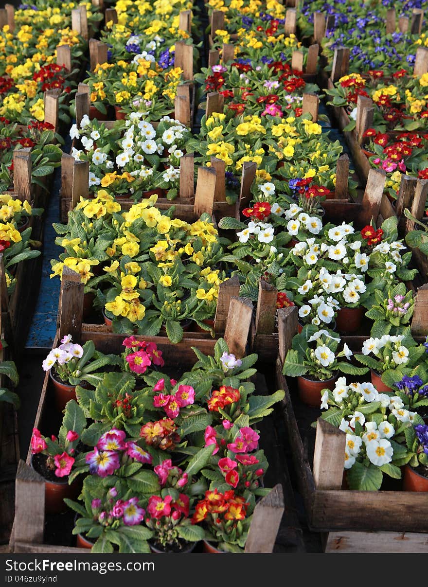 View of Violet and pansy in the florist.