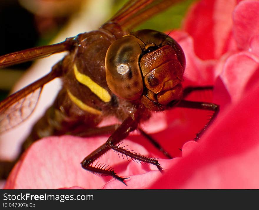 Brown hawker dragonfly (Aeshna grandis) sitting on a red flower. Brown hawker dragonfly (Aeshna grandis) sitting on a red flower