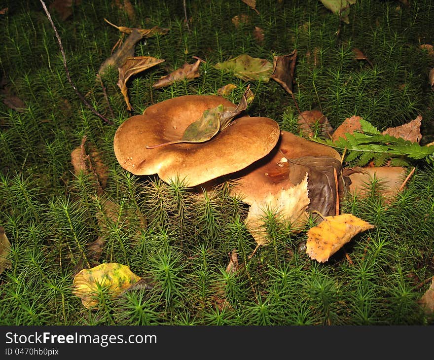 Honey agarics under a birch. Honey agarics under a birch