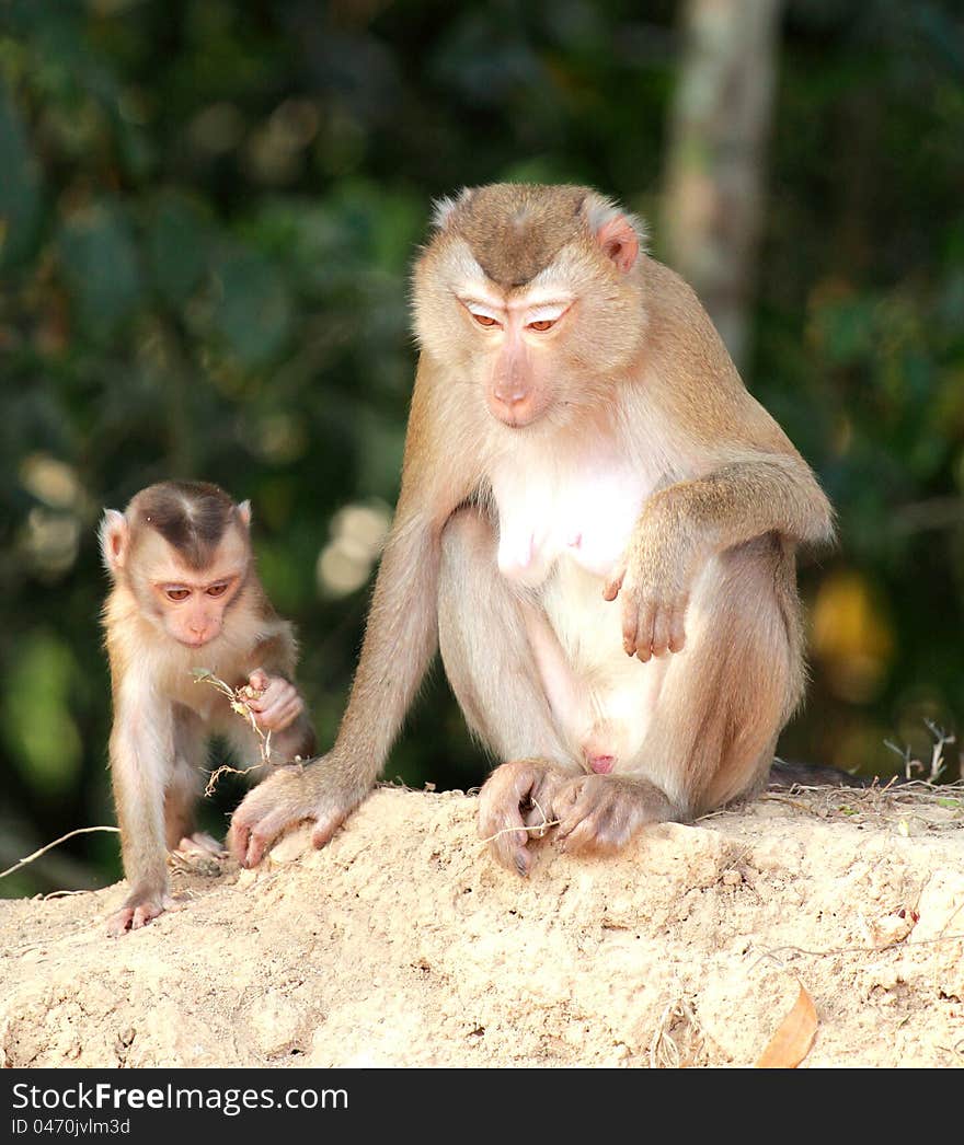 Mother monkey and baby monkey