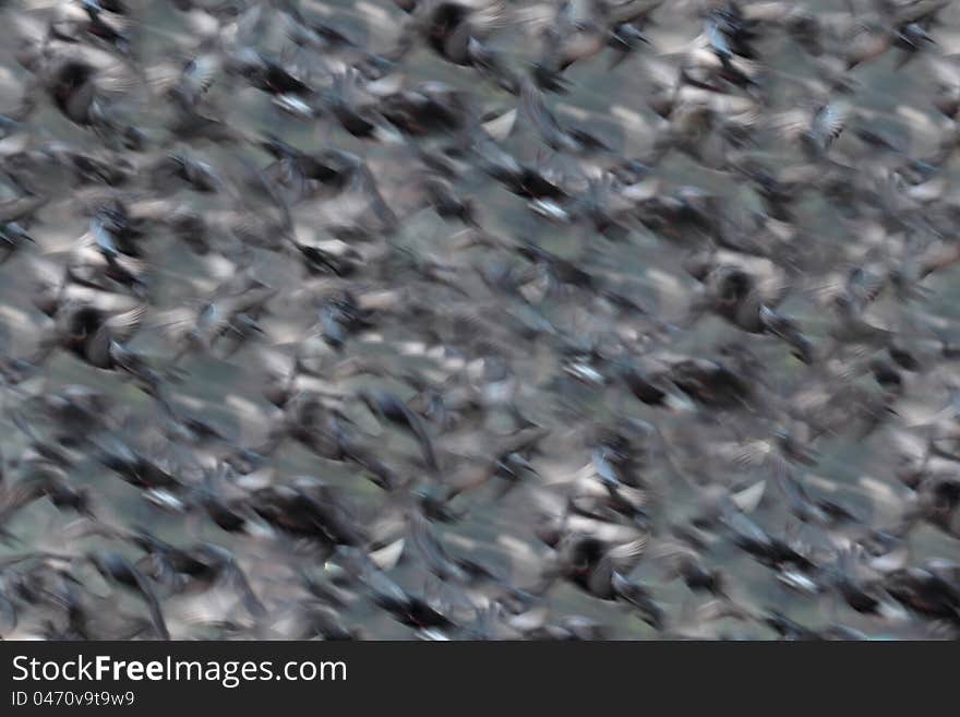 Birds in flight. Abstract background