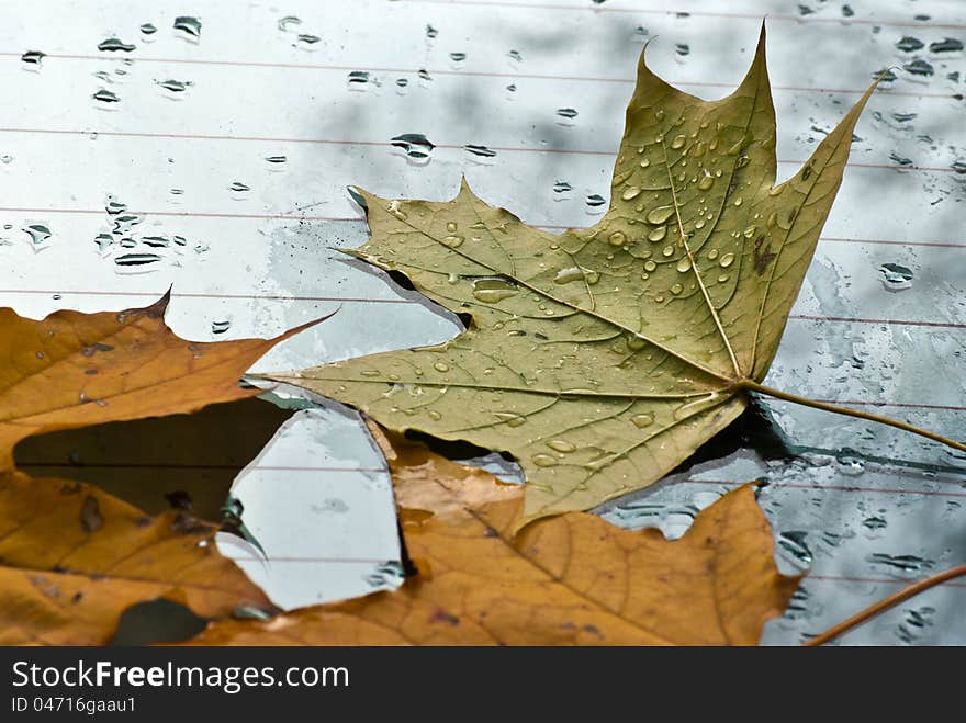 The fallen down autumn leaves