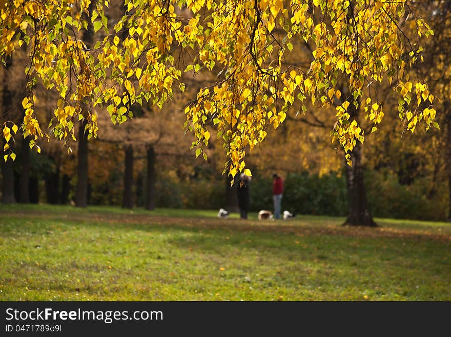 The birch branch is covered by thousand yellow, as gold, leaves. In the distance there are two women, with small doggies. The birch branch is covered by thousand yellow, as gold, leaves. In the distance there are two women, with small doggies.