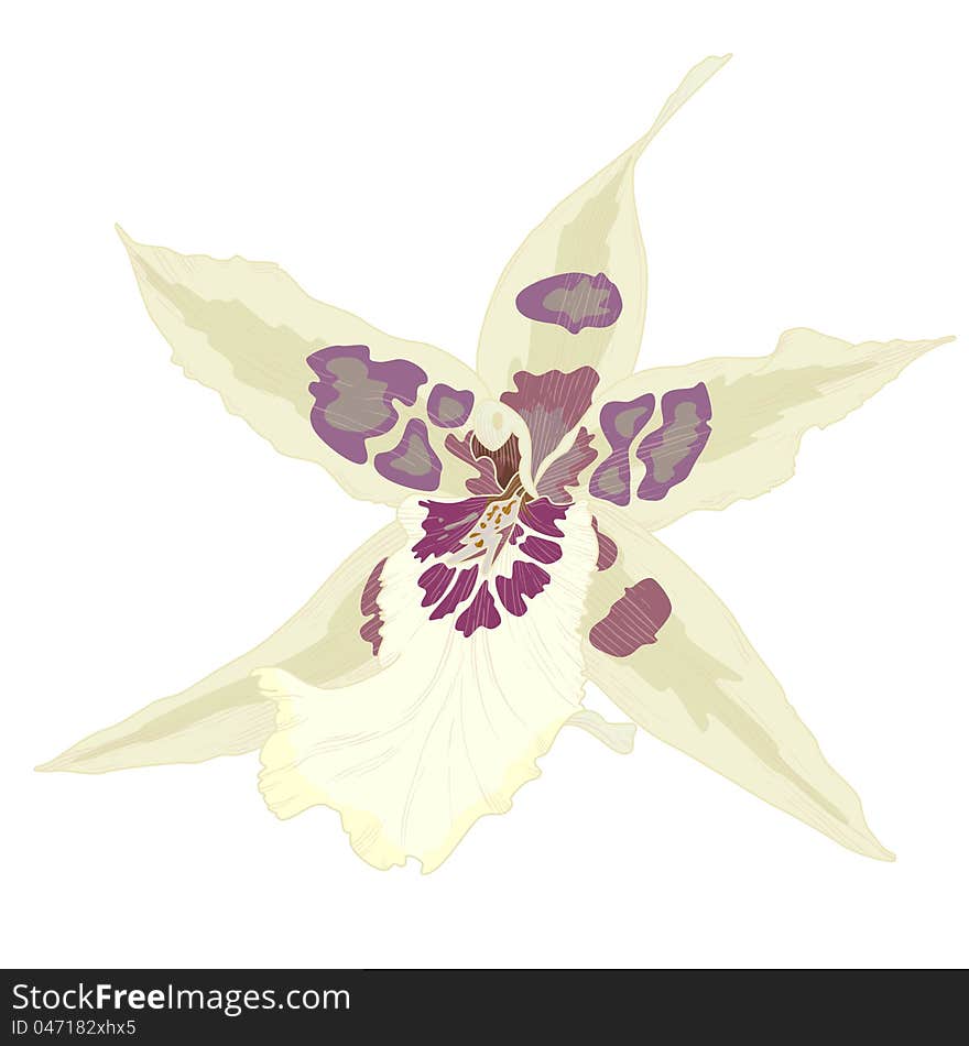 Vector illustration with orchid flowers, eps 10 with transparency effects. Vector illustration with orchid flowers, eps 10 with transparency effects.