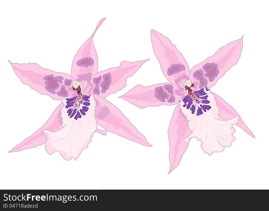 Vector illustration with orchid flowers, eps10 with transparency effects. Vector illustration with orchid flowers, eps10 with transparency effects.