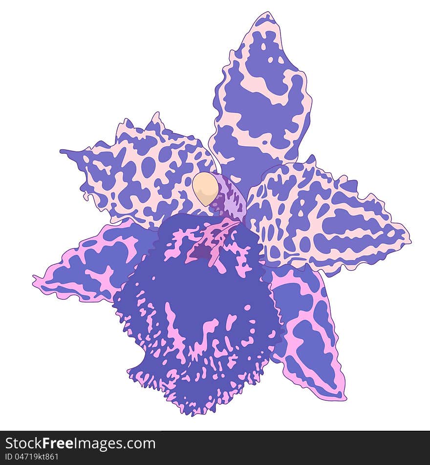 Vector illustration with orchid flower. Vector illustration with orchid flower.