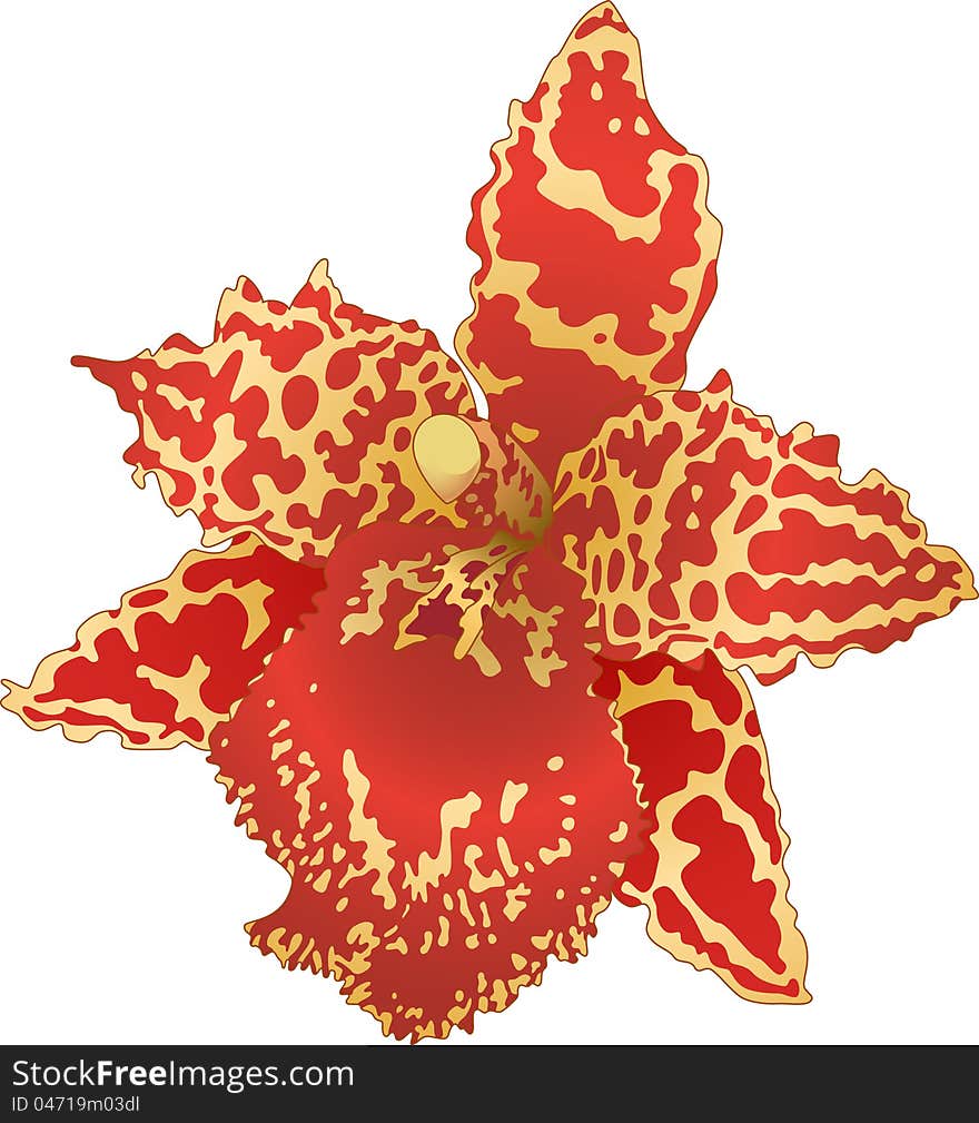 Vector illustration with red and yellow orchid flower. Vector illustration with red and yellow orchid flower.