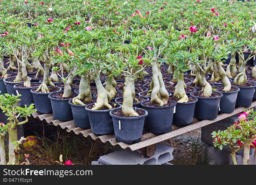 Adenium Garden.