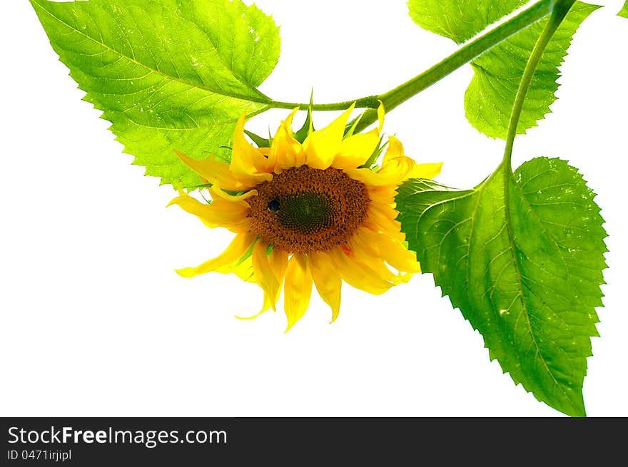 A smiling sunflower summer bumblebees