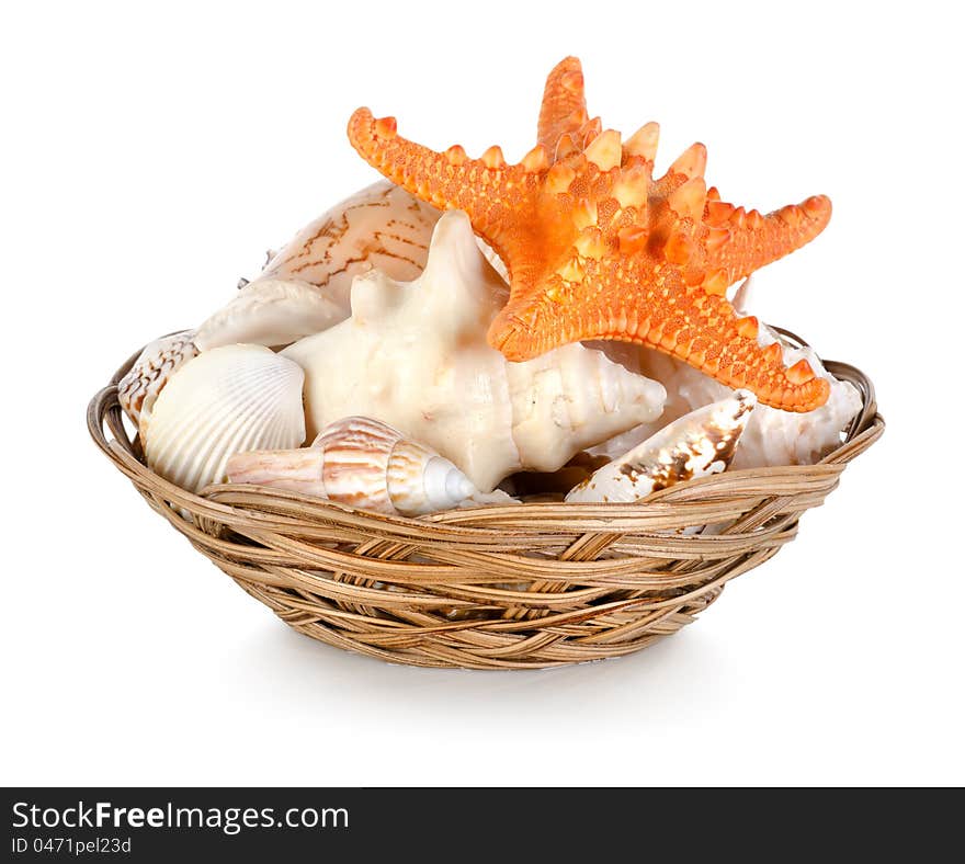 Collection of seashells