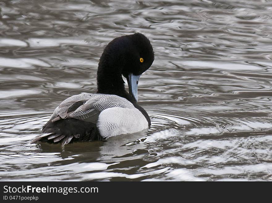 Lesser Scaup Preening