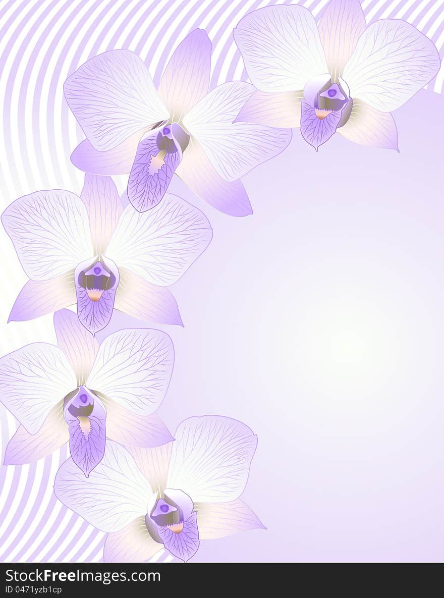 Vector illustration with orchid flowers for greeting card. Vector illustration with orchid flowers for greeting card.