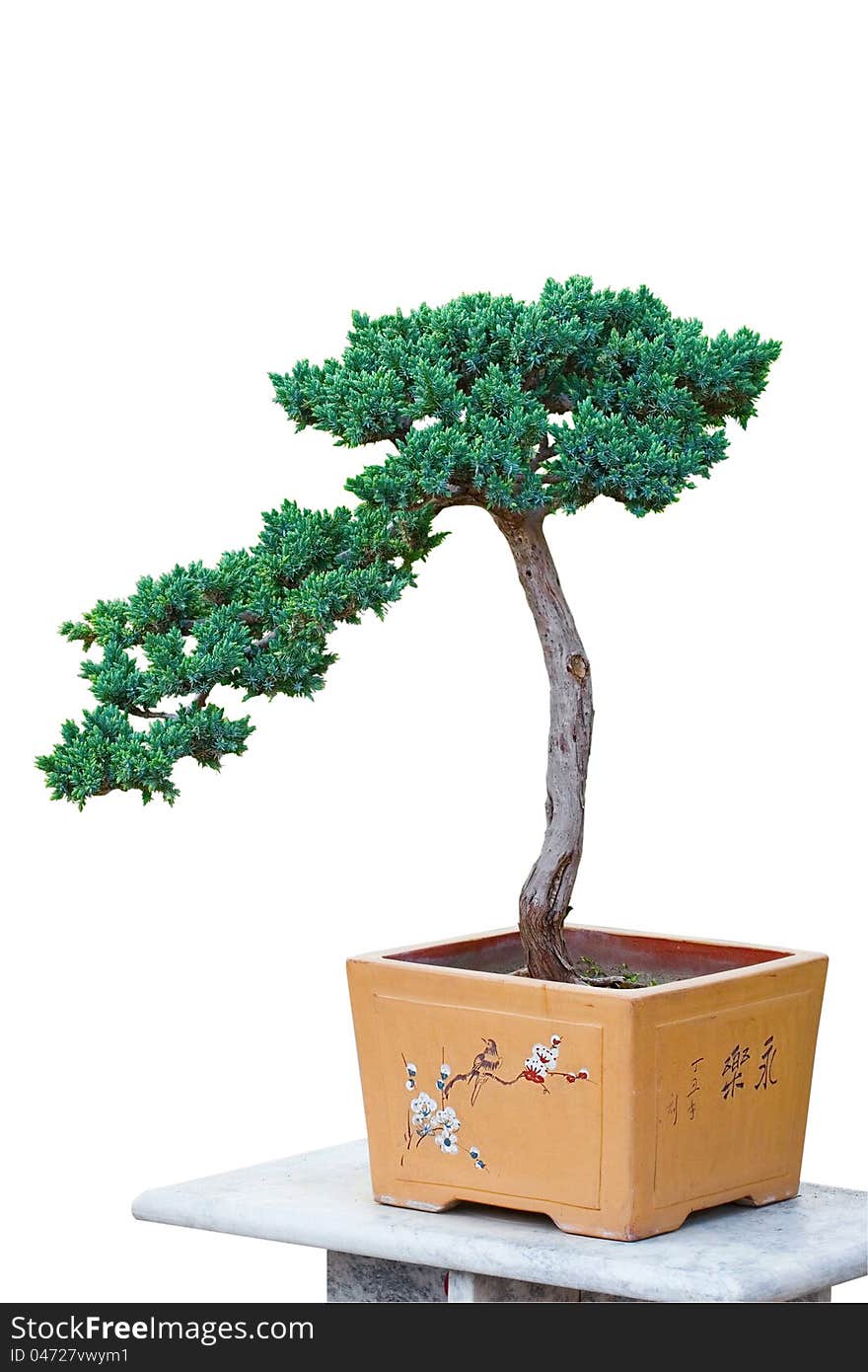 Pine bonsai