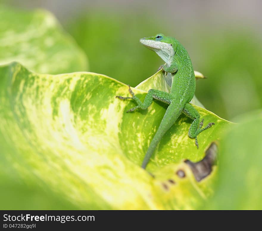 Lizard on tropical leaf