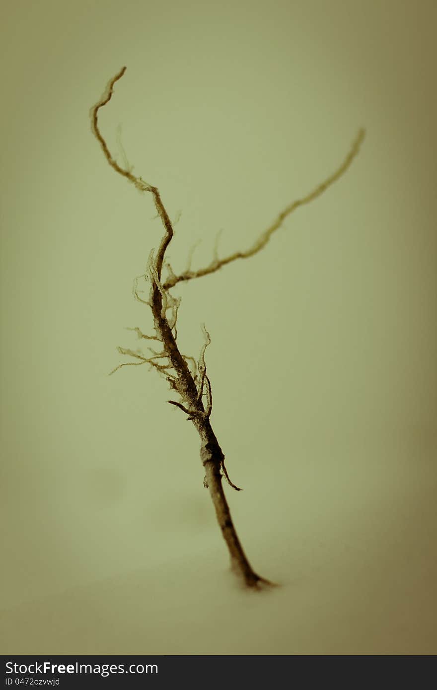 A plant penetrating through snow with ice on its branches. The plant is against a natural white background of snow. The colors of the picture are dramatized to give a feeling of isolation and of declining natural resources or desertification. A plant penetrating through snow with ice on its branches. The plant is against a natural white background of snow. The colors of the picture are dramatized to give a feeling of isolation and of declining natural resources or desertification.