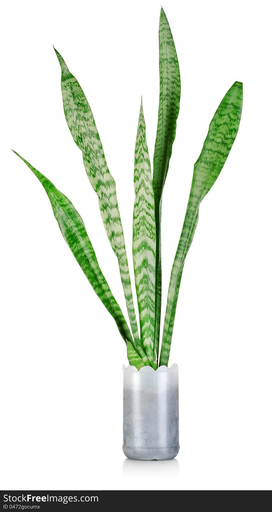 Sansevieria