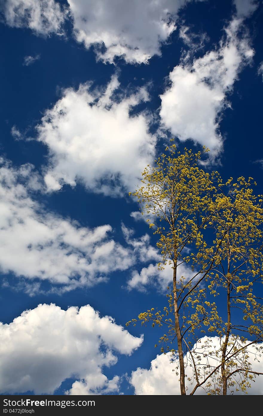 Tree branches and blue sky