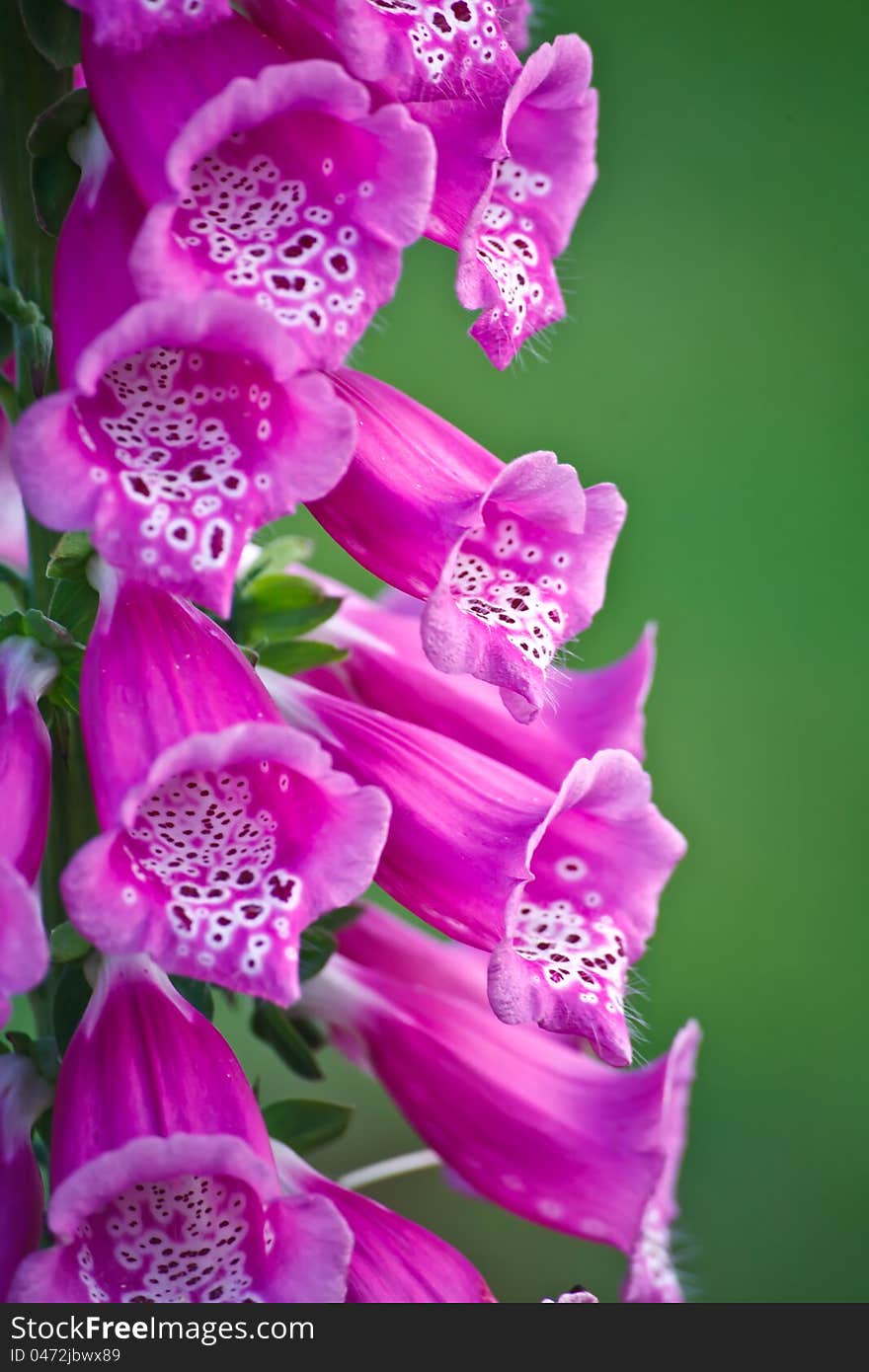 Handbell hat gnome summer flower