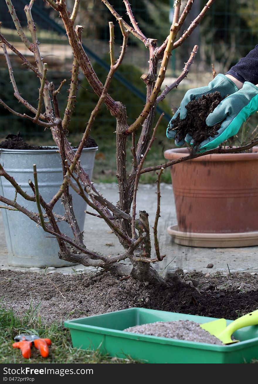 Rose bush springtime care