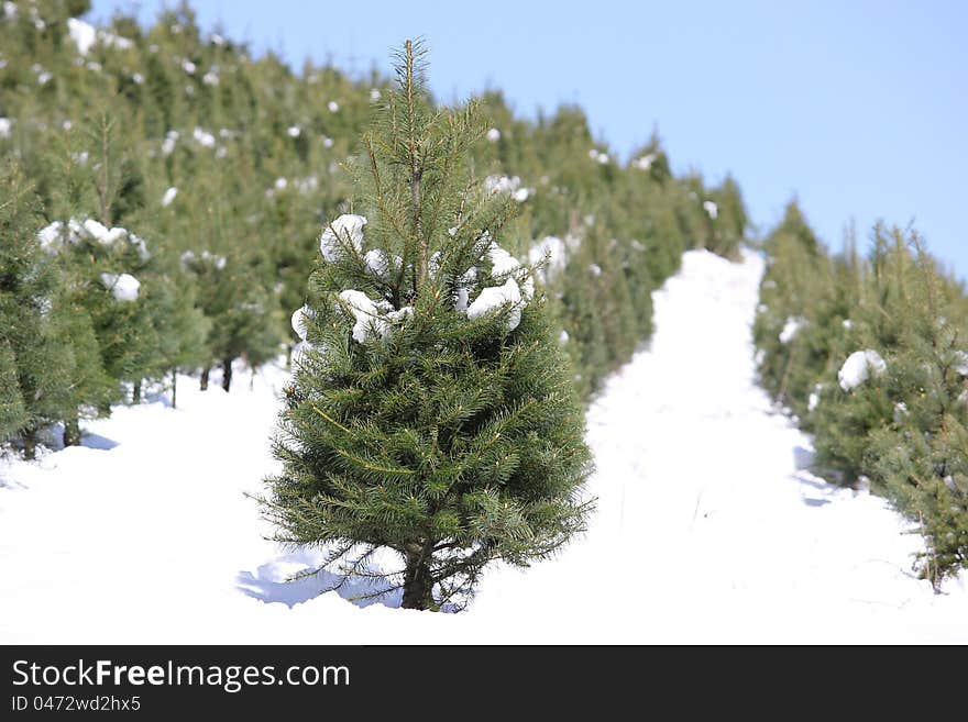 A close up a sharply focused juvenile fir Christmas tree within a row of trees after a snow storm with sunny blue skies. A close up a sharply focused juvenile fir Christmas tree within a row of trees after a snow storm with sunny blue skies.