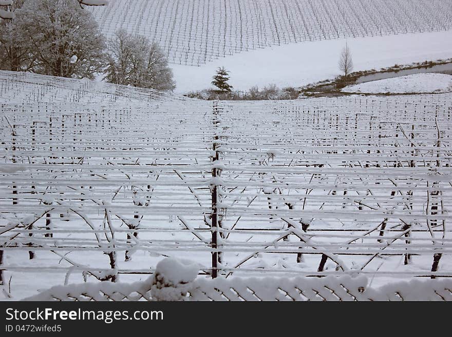 Snow Covered Vineyard in Oregon