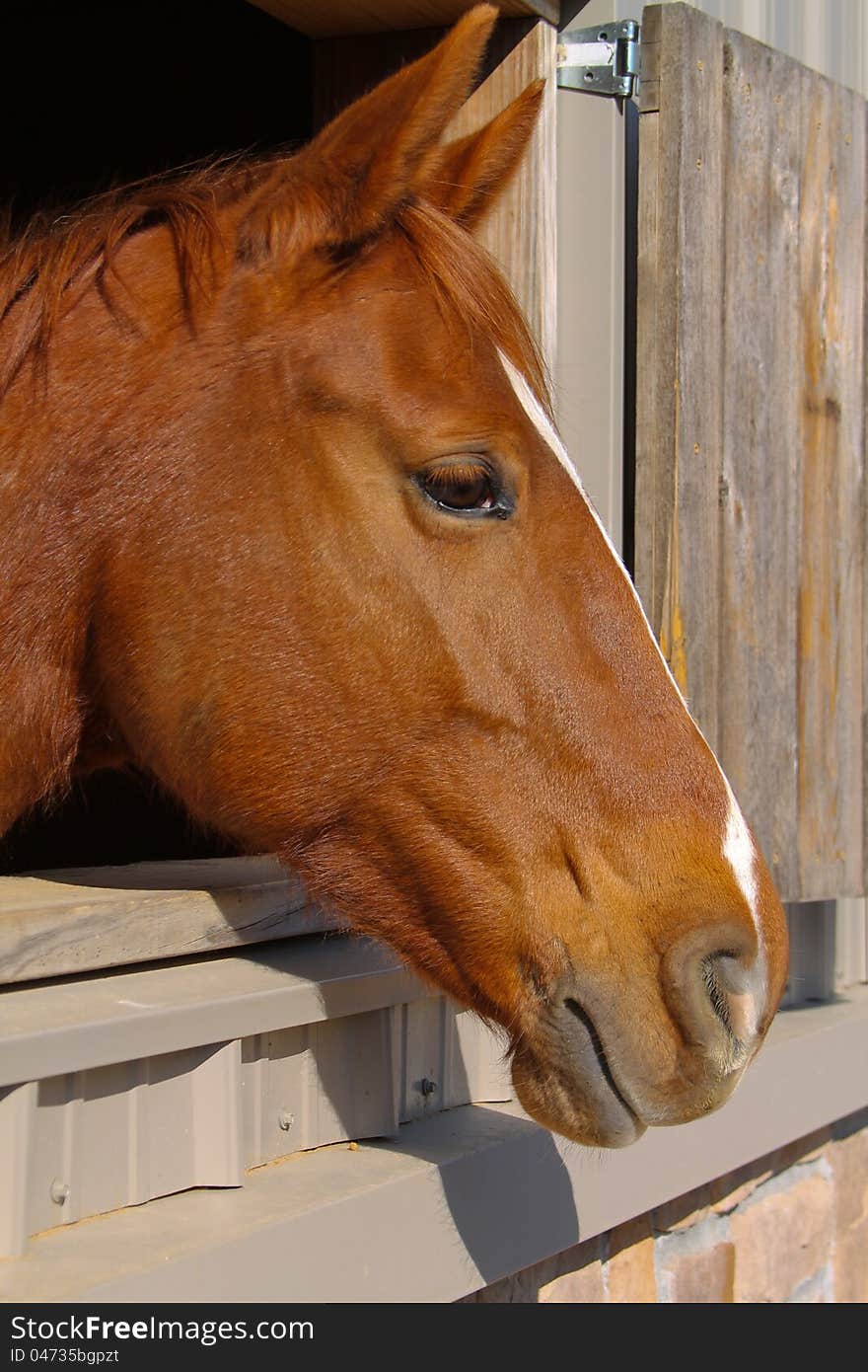 Horse Profile