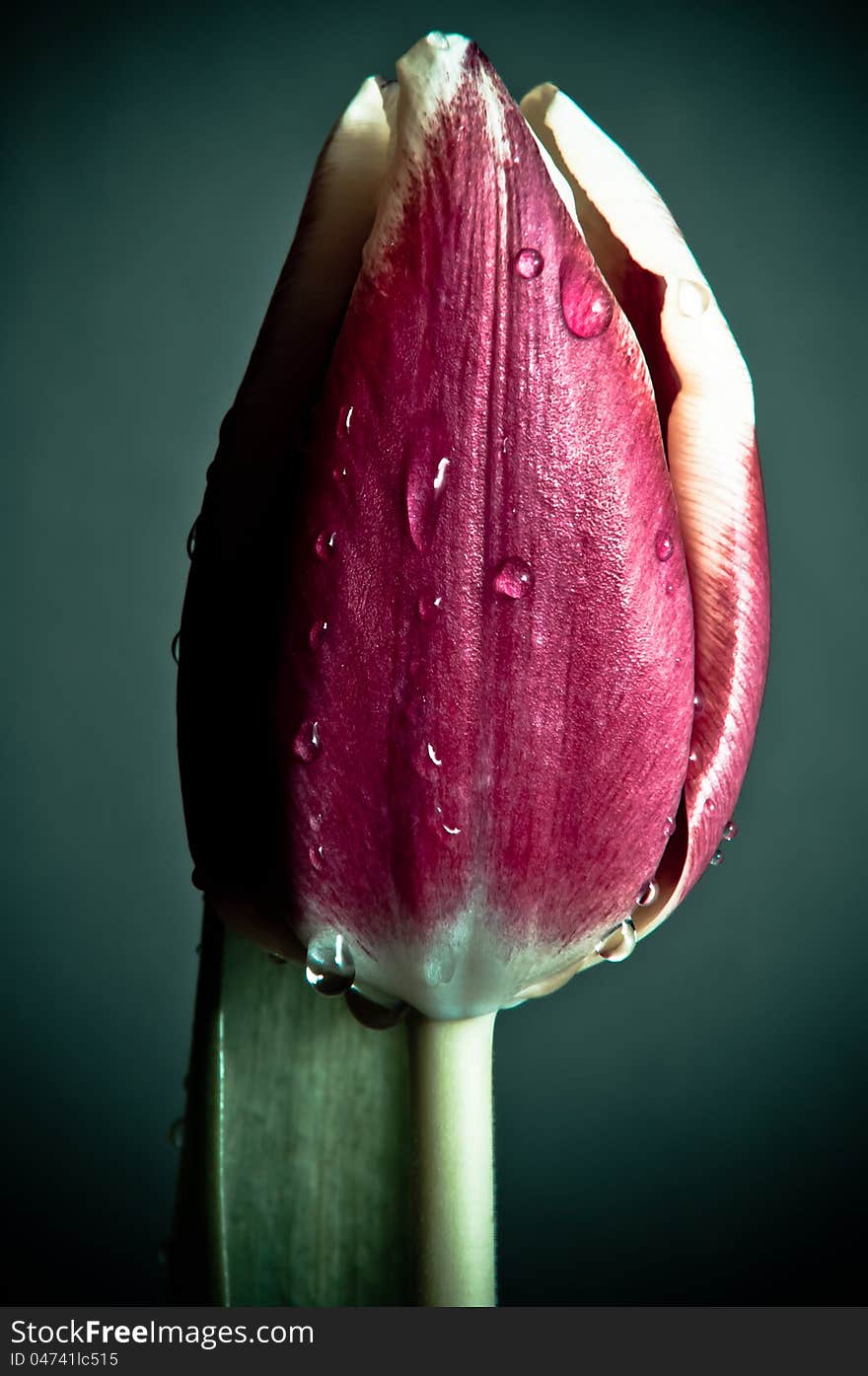 A nice shot of red isolated tulip wet by morning dew