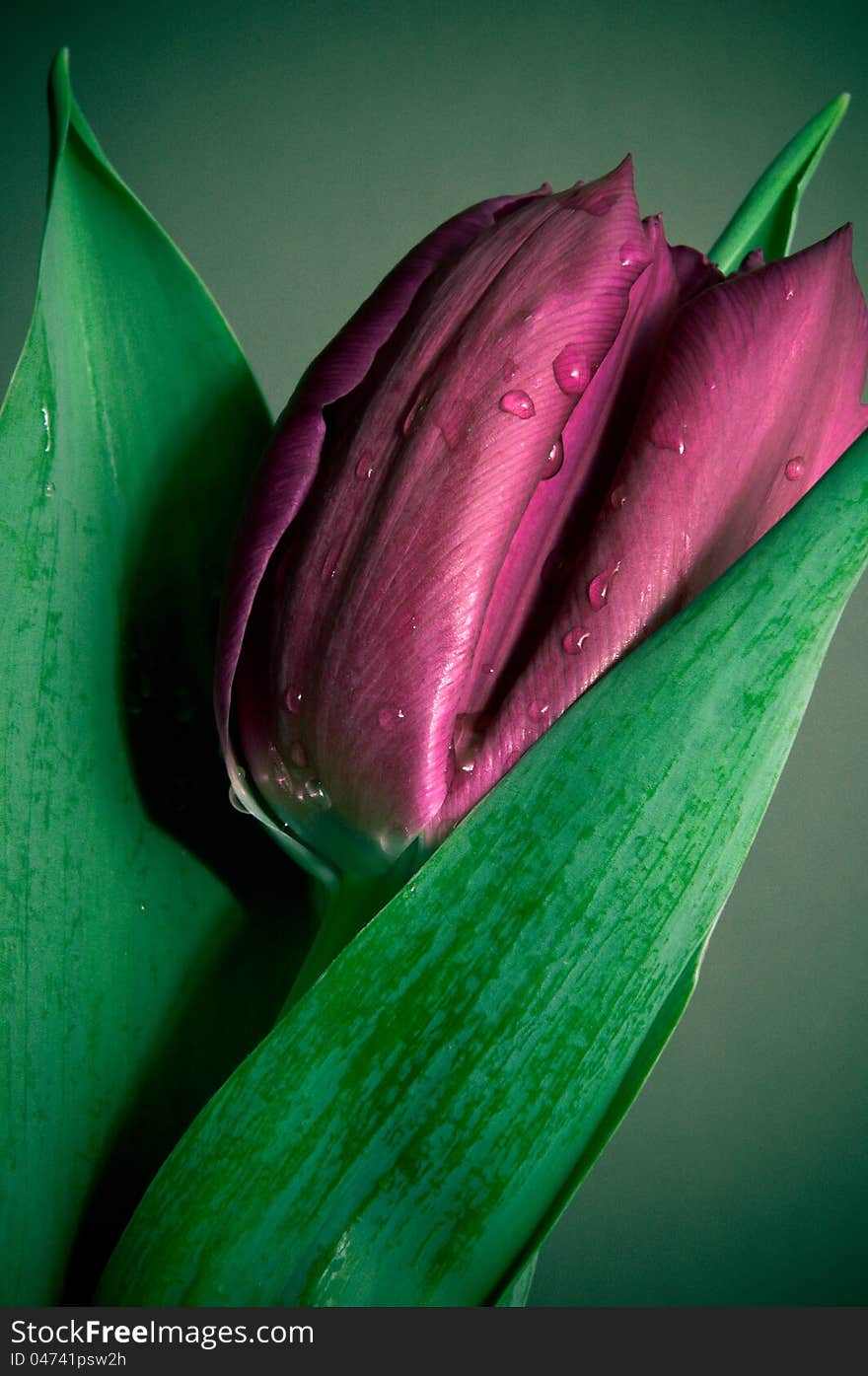 Violet Tulip