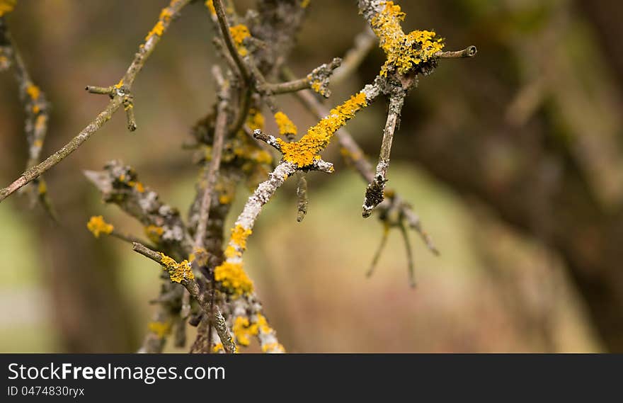 Yellow parasitic fungus on twig