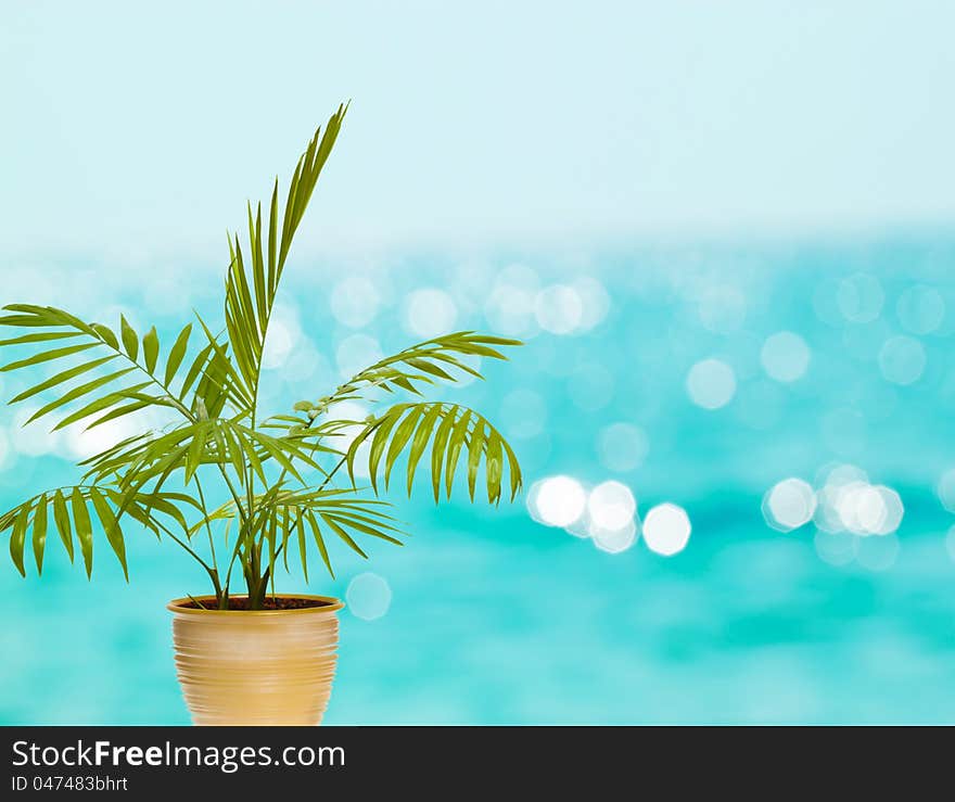 Tropical palm in pot against blue bokeh background