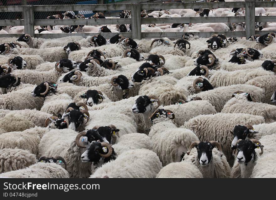 Sheep in a Wooden Fenced Pen.