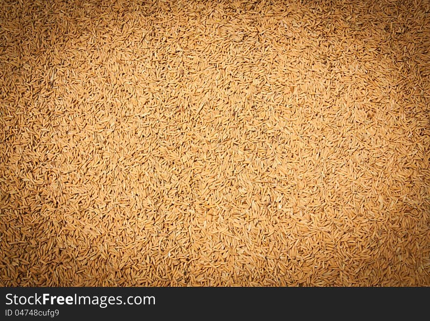 Texture of rice seed