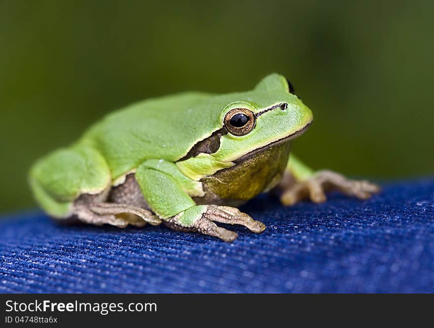 Green frog