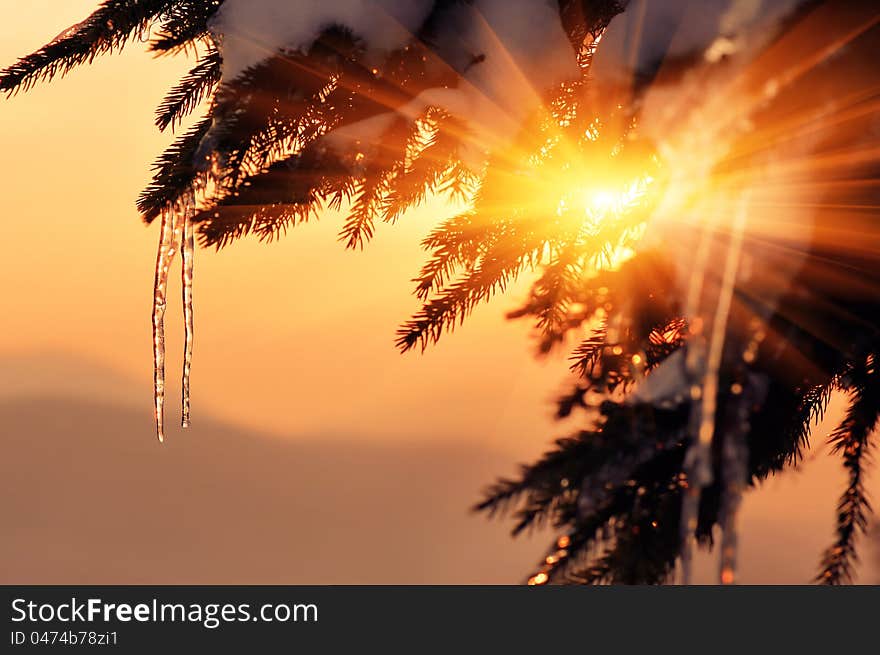 Fir branch with icicles at sunset. Winter background for design. Fir branch with icicles at sunset. Winter background for design