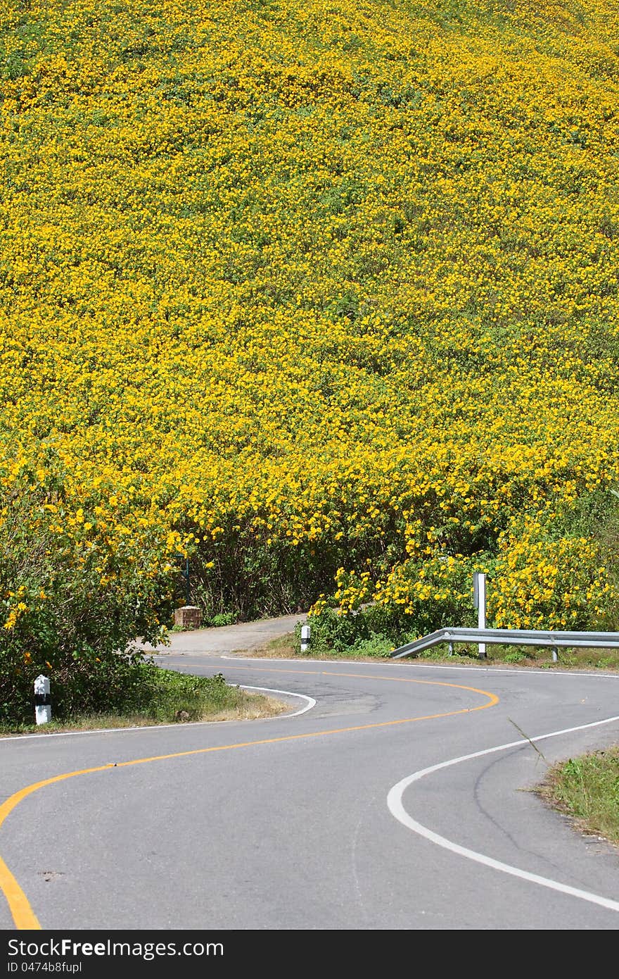 Curve road with mexican sunflower weed in Maehongson, North of Thailand