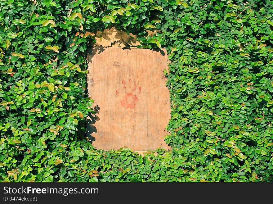 Wooden window with creeping fig leaves climber surrounded.