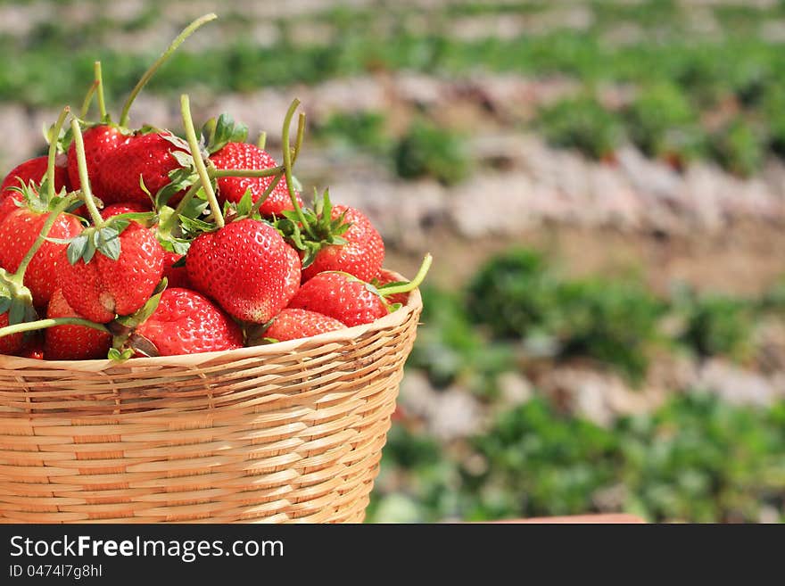 Basket of fresh strawberries. Basket of fresh strawberries.