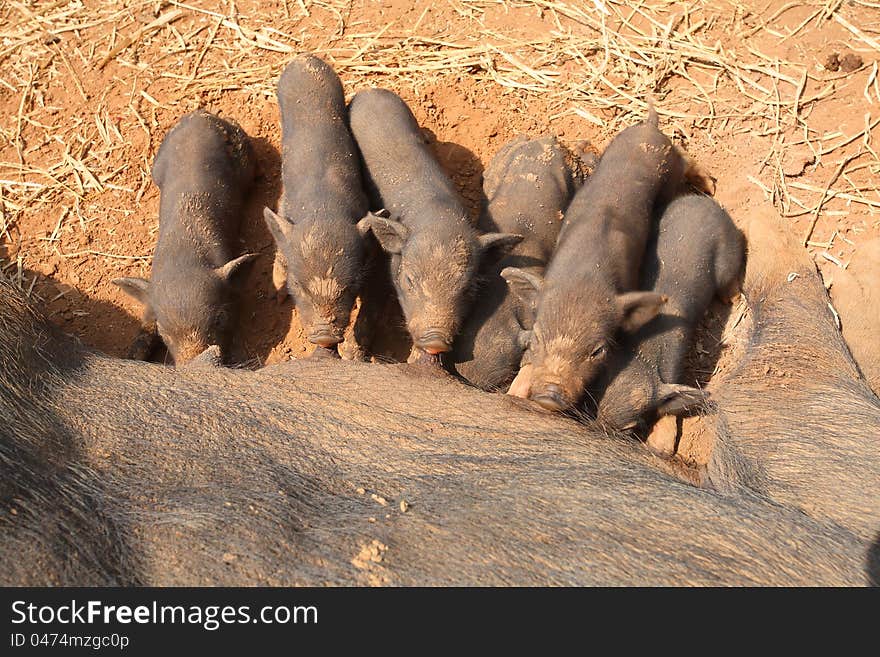 Black pig feeding piglets.