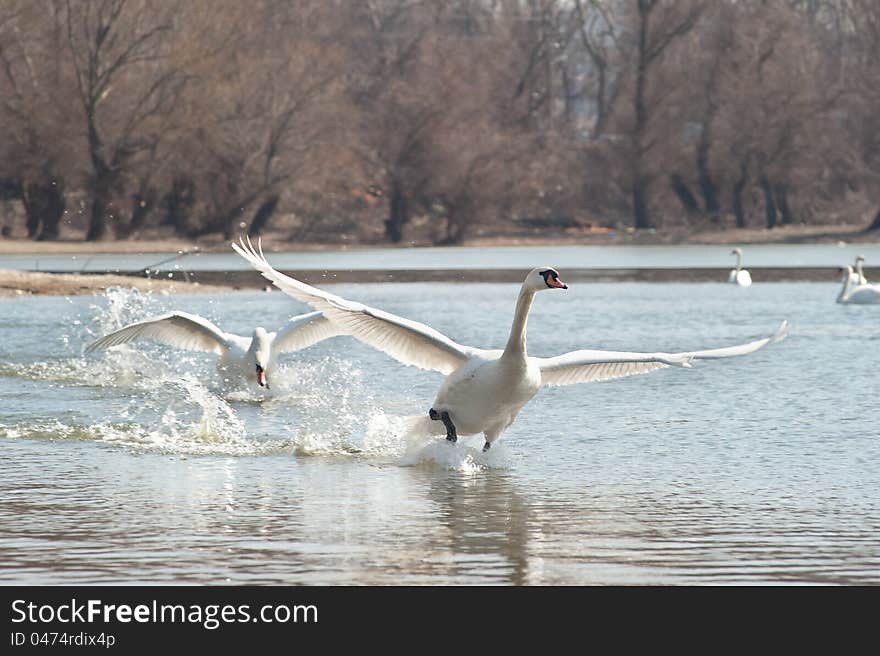 Swans fly