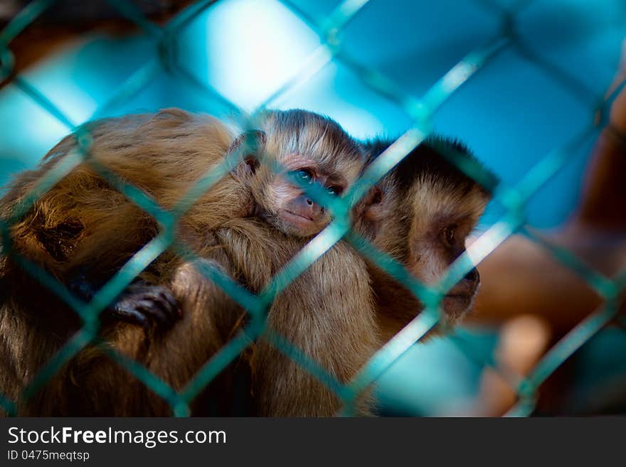 Imprisoned monkeys