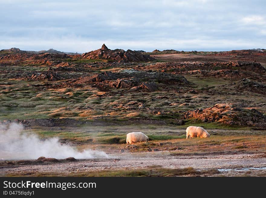 Beautiful Iceland scenery with pair of sheep and hot spring