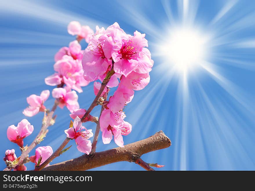 Peach blossoms under blue sky with sun