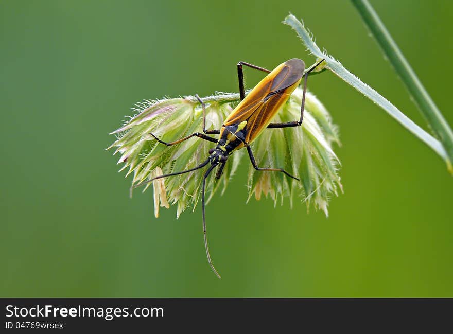 The meadow plant bug on a bent. The meadow plant bug on a bent.