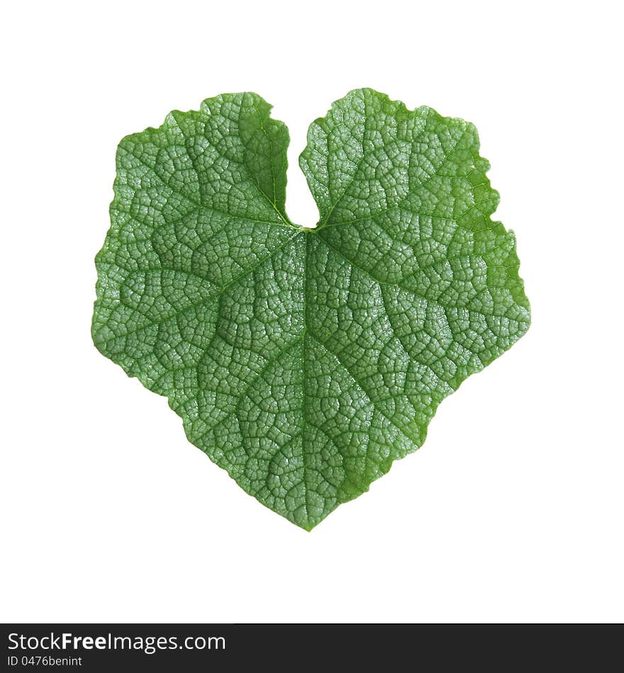 Single leaf isolated on white background