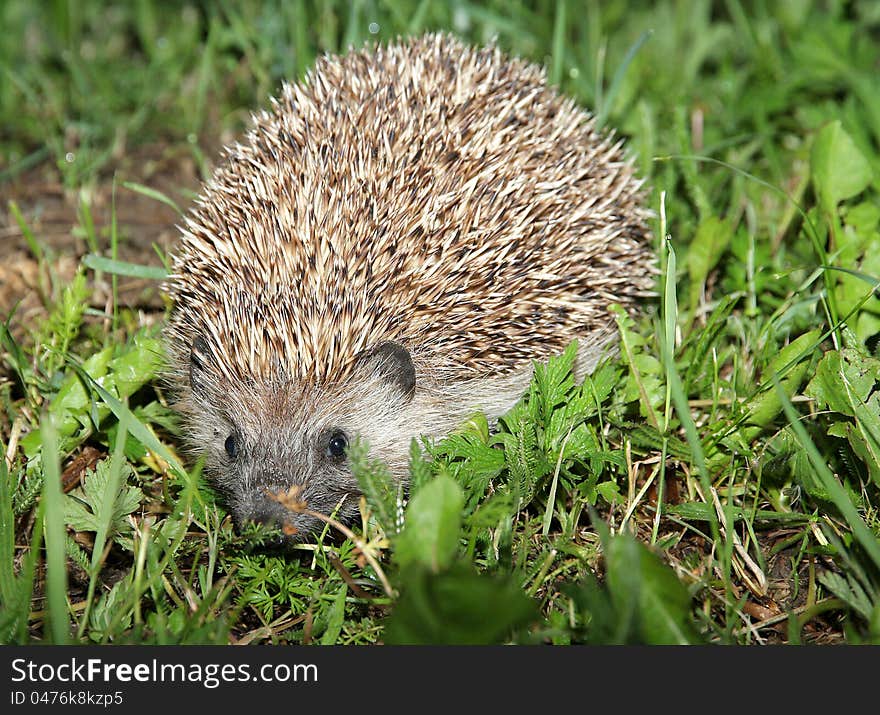 Small animal in my garden. Small animal in my garden