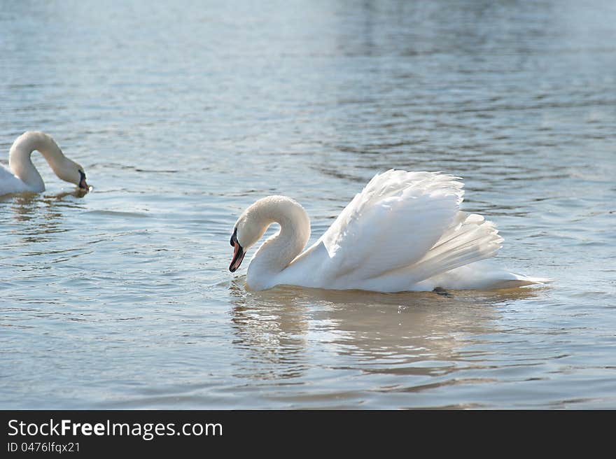 White swan